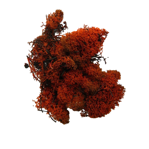 Busta Lichene Rosso Spento +/- 30 Gr - Erba Presepe Vegetazione Muschio