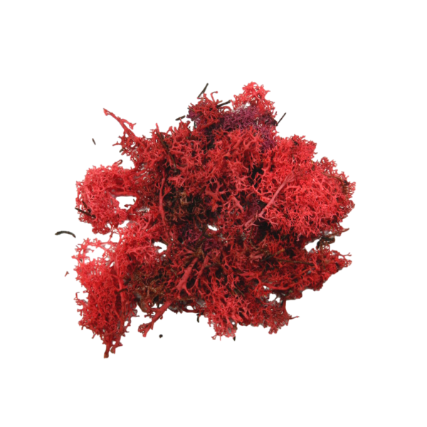 Busta Lichene Rosso Acceso +/- 30 Gr - Erba Presepe Vegetazione Muschio