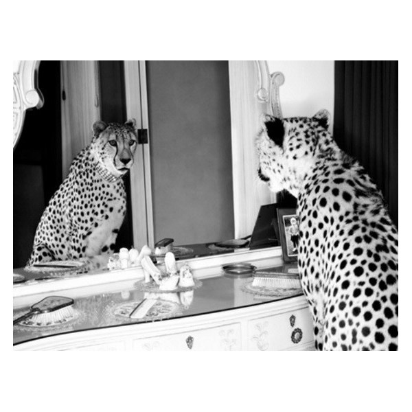 Quadro Ghepardo allo Specchio Foto Vintage Stampa su Mdf o Tela Swarovski Casa