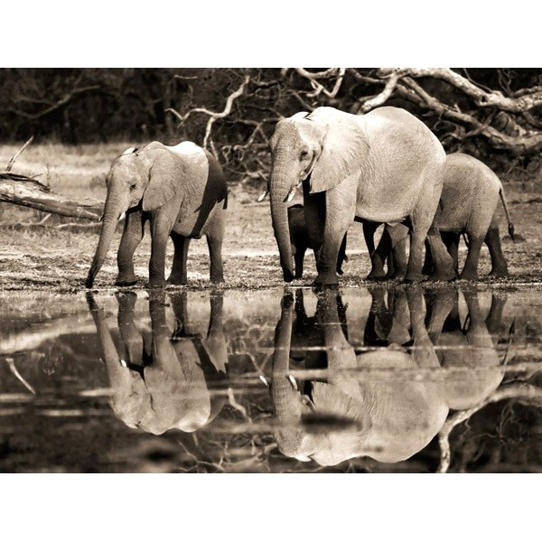 Quadro Mandria Elefanti Africani Okavango Botswana Stampa su Mdf Tela Swarovski
