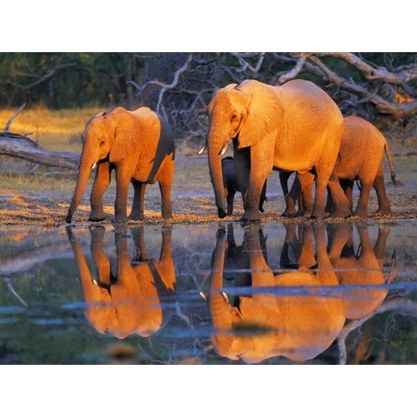 Quadro Mandria Elefanti Africani 2 Okavango Botswana Stampa Mdf o Tela Swarovski