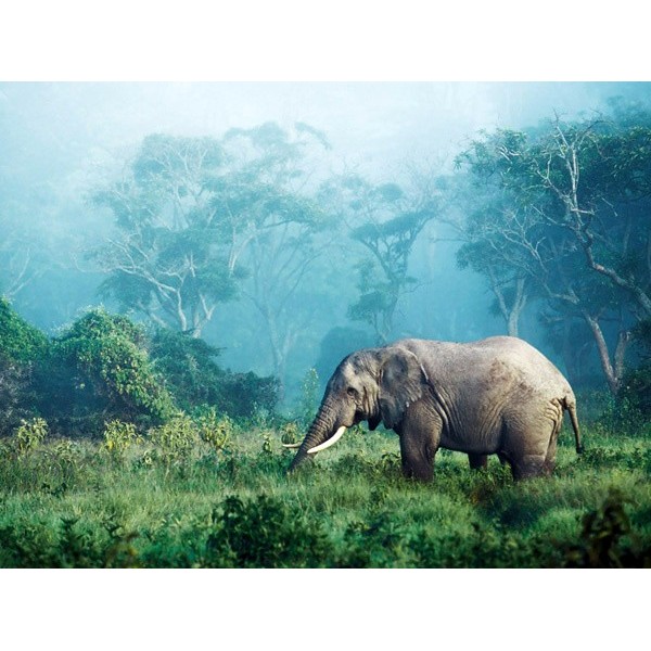 Quadro Elefante Africano Tanzania 2 Stampa su Mdf o Tela Swarovski Arredo Casa