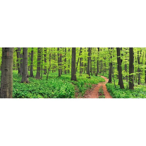 Quadro Foresta di faggi Germania Stampa su Mdf o Tela Swarovski Paesaggio Arredo