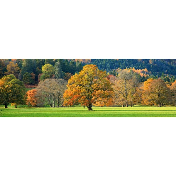 Quadro Alberi Colorati D'Autunno Scozia Stampa su Mdf o Tela Swarovski Paesaggio