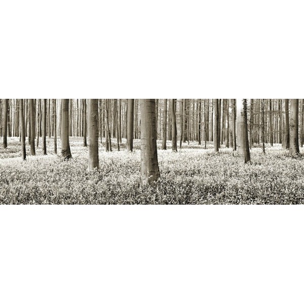 Quadro Foresta di faggio Campanule Belgio Stampa Mdf Tela Swarovski Paesaggio