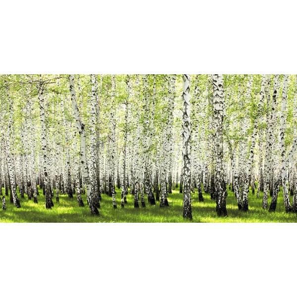 Quadro Foresta della Betulla in Primavera Alberi Stampa su Mdf o Tela Swarovski