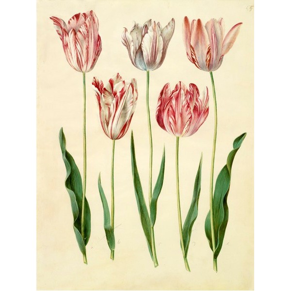 Quadro Fiori Tulipa Gesneriana Botannica Stampa su Mdf o Tela Swarovski Arredo