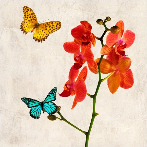 Quadro Orchidee e Farfalle N 2 Stampa su Mdf Tela Swarovski Arredo Casa Panello